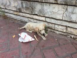 Romania's problem with stray dogs stems from the country's communist period when some people had to move into apartment blocks that did not allow ms kizmaz, from bourne, lincolnshire, said seeing a dog in a public shelter inspired her to help. Save Romanian Dogs Oipa