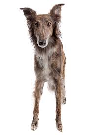Available silken windhounds if you are interested in more information regarding our borzoi or silken windhounds and would perhaps be interested in getting one in the future, please fill out our online puppy application. Silken Windhound Dog Breed Information And Pictures Petguide