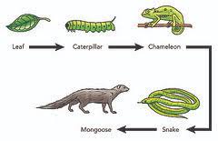 Example identifying roles in a food web.view more lessons or practice this subject at. What Is A Food Chain Examples Overview Video Lesson Transcript Study Com