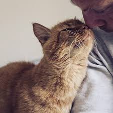 129,845 cats have been adopted on rescue me! Underdog Rescue Of Az Pets For Patriots