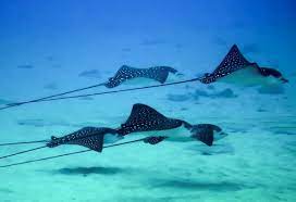 A six foot tall man of average to muscular. Rays Beauty Grace And Power Combined Scuba Diving News Gear Education Dive Training Magazine
