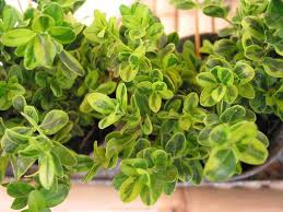 Check spelling or type a new query. Golden Dream Boxwood Buxus Microphylla Golden Dream From Taylor S Nursery