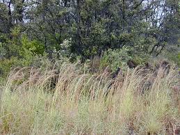 Image result for Hyparrhenia nyassae