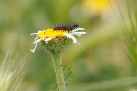 Image result for Gonatopus clavatus