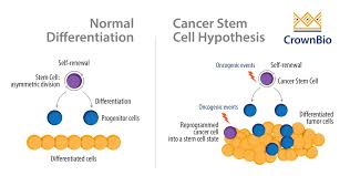 Are Cancer Stem Cells A Prime Target For Therapy
