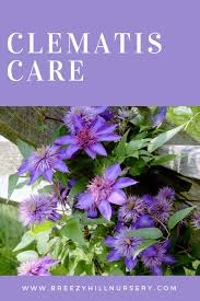All clematis do best when their roots are in shade and top growth in the sun. Clematis Care Breezy Hill Guide To Beautiful Clematis Vines