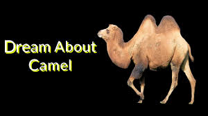 Dream interpretation of sacrificing or butchering a camel: Dreams About Camel Dreams Meaning And Interpretation Youtube