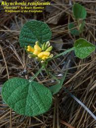 Image result for Rhynchosia