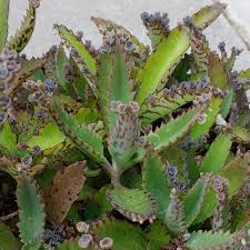 Image result for Kalanchoe daigremontiana
