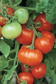 Tomato Super Fantastic Hybrid Vfn Has Been Very Successful For Our Zone 5 Garden In 2016 Growing Tomatoes Indoors Growing Tomatoes Tomato Seedlings