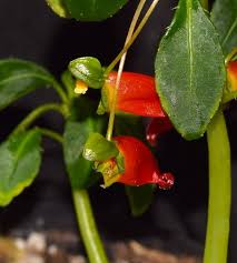 Image result for Impatiens keilii