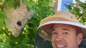 Hornet Nest Removal