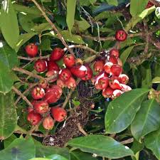Image result for Syzygium rowlandii