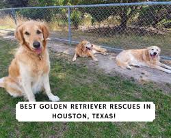 Golden retriever puppies for sale in houston texas. Best Golden Retriever Rescues In Houston Texas 2021 We Love Doodles