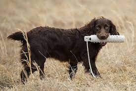 We also train boykin spaniel retrievers for hunting and field competition. Boykin Spaniel Dog Breed Information