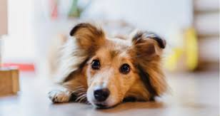 My Dog Ate Onions Will He Be Ok Petcoach