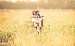 Les épillets, un danger pour votre chien