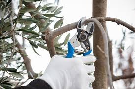 2 creating your olive's basic shape. Pruning Olive Trees Tips On How Why When