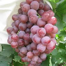 China Red Globe Grapes China Red Globe Grapes Manufacturers