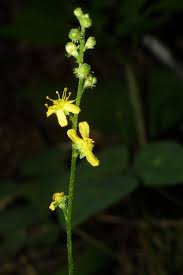 Image result for Agrimonia