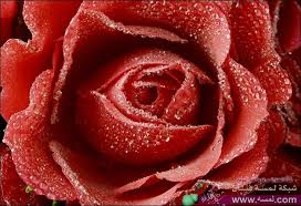 اجمل صور الورود الرومانسية 2015 ورد جوري رومانسي أجمل الصور Dewy Red Rose Thumb مجلة لمسة الفنية