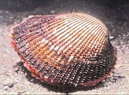 貝は肉食？ どうやって移動する？ 磯遊びで子どもが知りたがる「貝」の豆知識|のびのび子育て応援サイト【nobicoのびこ】