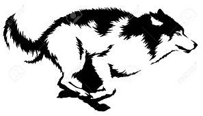 We did not find results for: Schwarz Weiss Lineare Farbe Draw Wolf Illustration Lizenzfreie Fotos Bilder Und Stock Fotografie Image 59716595