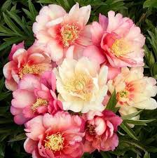 Find the perfect julia rose stock photos and editorial news pictures from getty images. Itoh Peony Roots Julia Rose Spring Flower Bulbs Eden Brothers