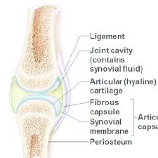 Synarthroses (joints with little or no movement) amphiarthroses (slightly mobile joints), and diarthroses (mobile joints or freely mobile joints) synovial. Schematic View Of Synovial Joint Adapted From Download Scientific Diagram