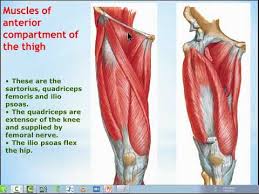 Medial muscles adduct and rotate your thigh, and posterior flex your leg and extend your thigh. 14 Muscles Of Anterior Compartment Of The Thigh Youtube