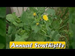 Image result for Sonchus oleraceus