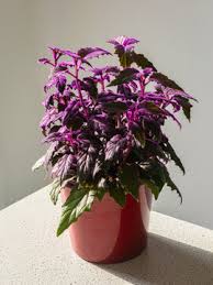 Image result for Gynura