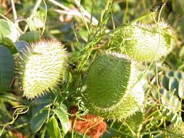 Image result for Guilandina bonduc