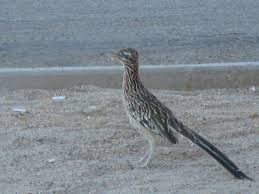 Road Runner They Eat Snakes Mojave Desert Ca Birds Birds Eye View Life Is Good