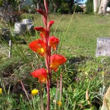 Image result for Gladiolus dalenii