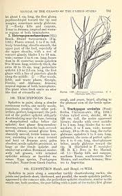 Image result for Heteropogon melanocarpus