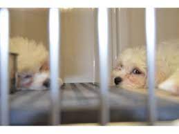 Just pups east hanover nj. Just Pups Owner Agrees To Stop Selling Animals In N J Paramus Nj Patch