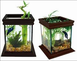 Aquarium ikan cupang unik dan gambarnya. The Best Aquarium Ideas For Android Apk Download