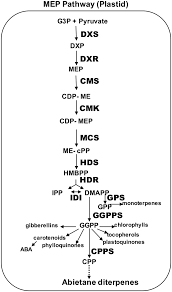 Plant cell, tissue and organ culture. Coactivation Of Mep Biosynthetic Genes And Accumulation Of Abietane Diterpenes In Salvia Sclarea By Heterologous Expression Of Wrky And Myc2 Transcription Factors Scientific Reports