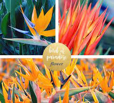 Bird Of Paradise Meaning And Symbolism Ftd Com Birds Of Paradise Paradise Flowers Birds Of Paradise Flower