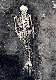 Bermuda Triangle mermaid fossil discovery