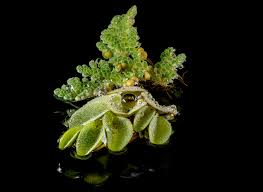 Image result for Azolla nilotica