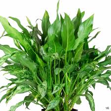 Image result for Grona ramosissima