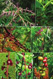 Image result for Lepisanthes