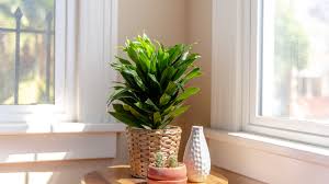 The best way to ensure you have loose. Corn Plant Dracaena Deremensis Care Growing Guide