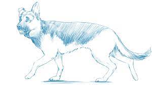 Check spelling or type a new query. How To Draw A Dog Creative Bloq