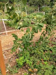 Search for buy marionberry plants at sprask. Marion Berry Canes Are Dying 477836 Ask Extension
