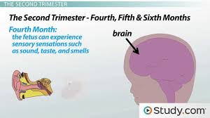 Prenatal Stages Of Brain Development