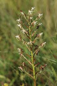 Image result for Habenaria galactantha