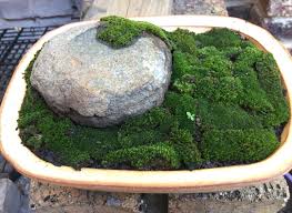 Normal reproduction can only happen in the presence of falling water. How To Grow Moss